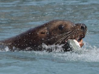 Sea lions have the largest negative effect on Early-arriving endangered Chinook salmon