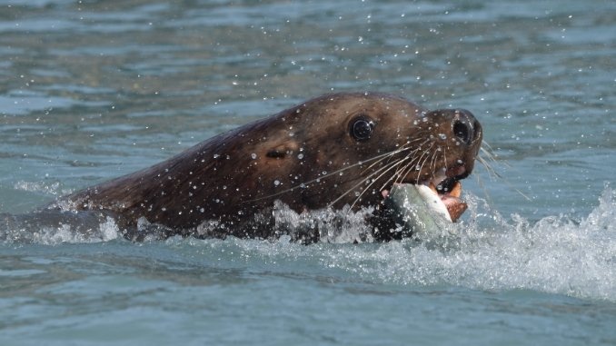 Sea lions have the largest negative effect on Early-arriving endangered Chinook salmon