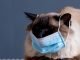 why some animals are prone to COVID-19, but not others - Vigorcolumn