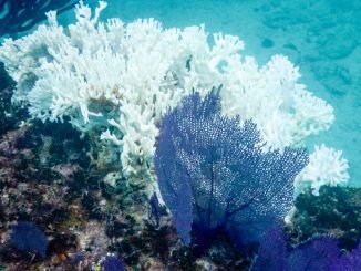 Coral bleaching: Scientists 'find way to make coral more heat-resistant'