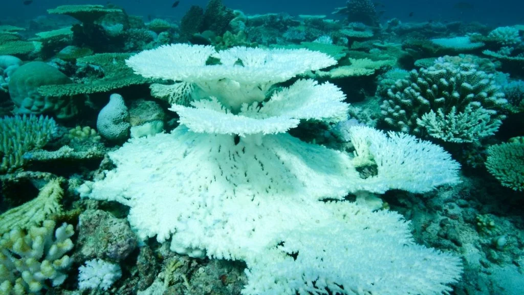 Coral bleaching: Scientists 'find way to make coral more heat-resistant'