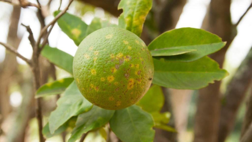 A unique peptide that treats, prevents citrus disease