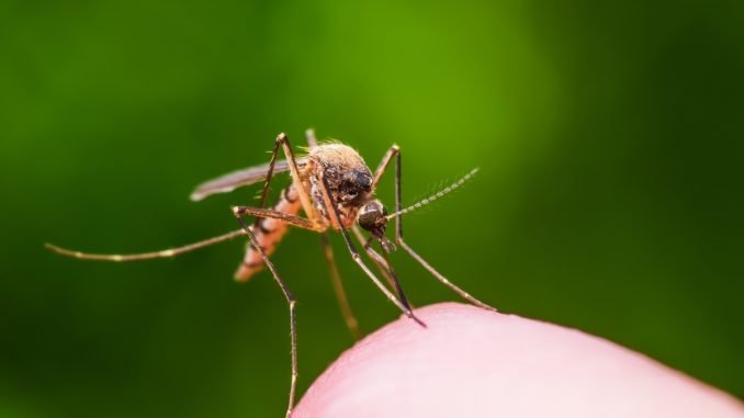Trial gives hope for better control of mosquito-borne disease outbreaks