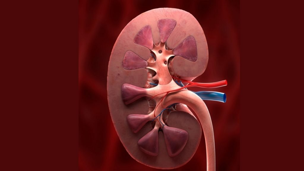 Cabozantinib drug most likely to treat metastatic papillary kidney cancer