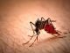 Dengue wreaks havoc in Madhya Pradesh highest number of afflicted since 2015 Digpu News 1 BP8Gfj